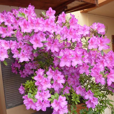 Hotel Primettahouse San Gimignano Zewnętrze zdjęcie