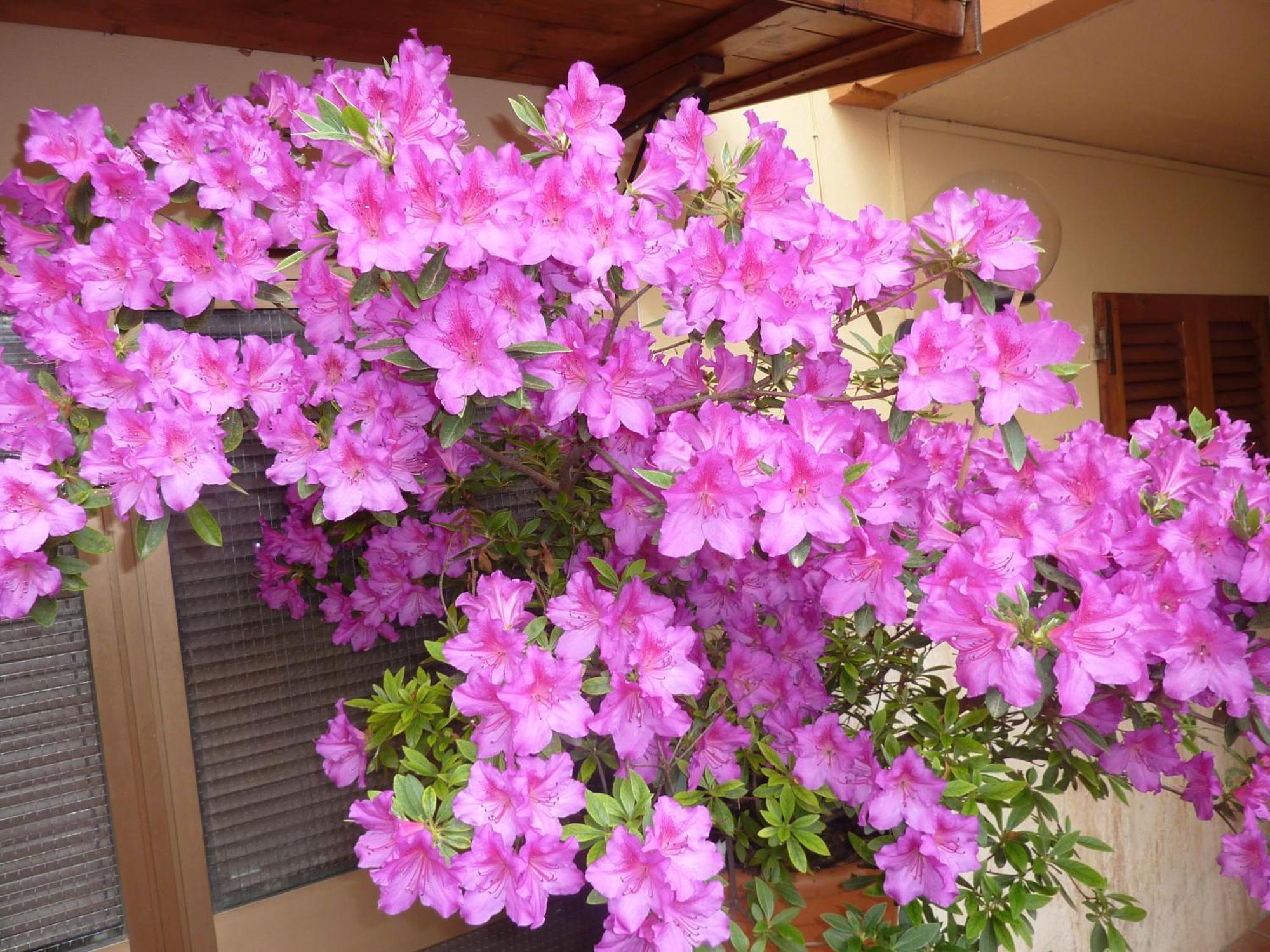 Hotel Primettahouse San Gimignano Zewnętrze zdjęcie